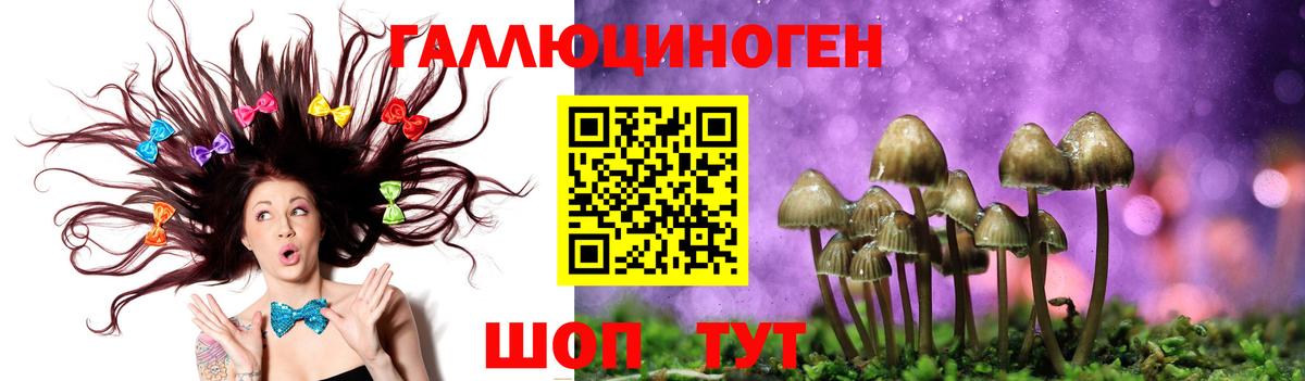 Псилоцибиновые грибы Psilocybe Новосибирск
